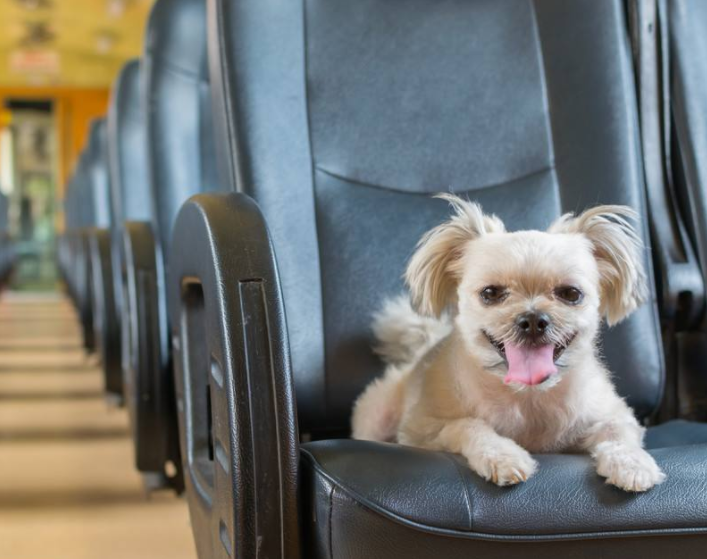 火车上可以带宠物吗,宠物过安检注意事项!