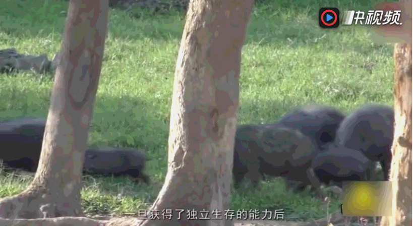 这种猪身高可达2.5米,体重可达540斤,狮子老虎见了都