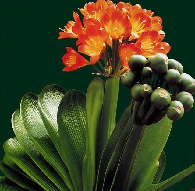 君子兰花后要不要让结种子?结种子有哪些优缺点