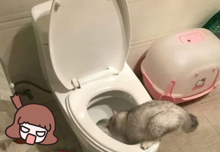 半夜起来上厕所,开门却撞见猫咪,男主人当场抱着马桶狂吐