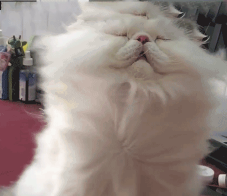 壁纸 动物 狗 狗狗 猫 猫咪 小猫 桌面 454_393 gif 动态图 动图