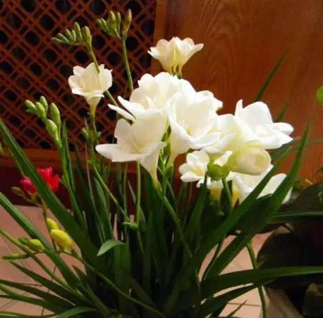 香雪兰,开花比玉兰还香,这样种植,一个种球变十盆花轻松实现