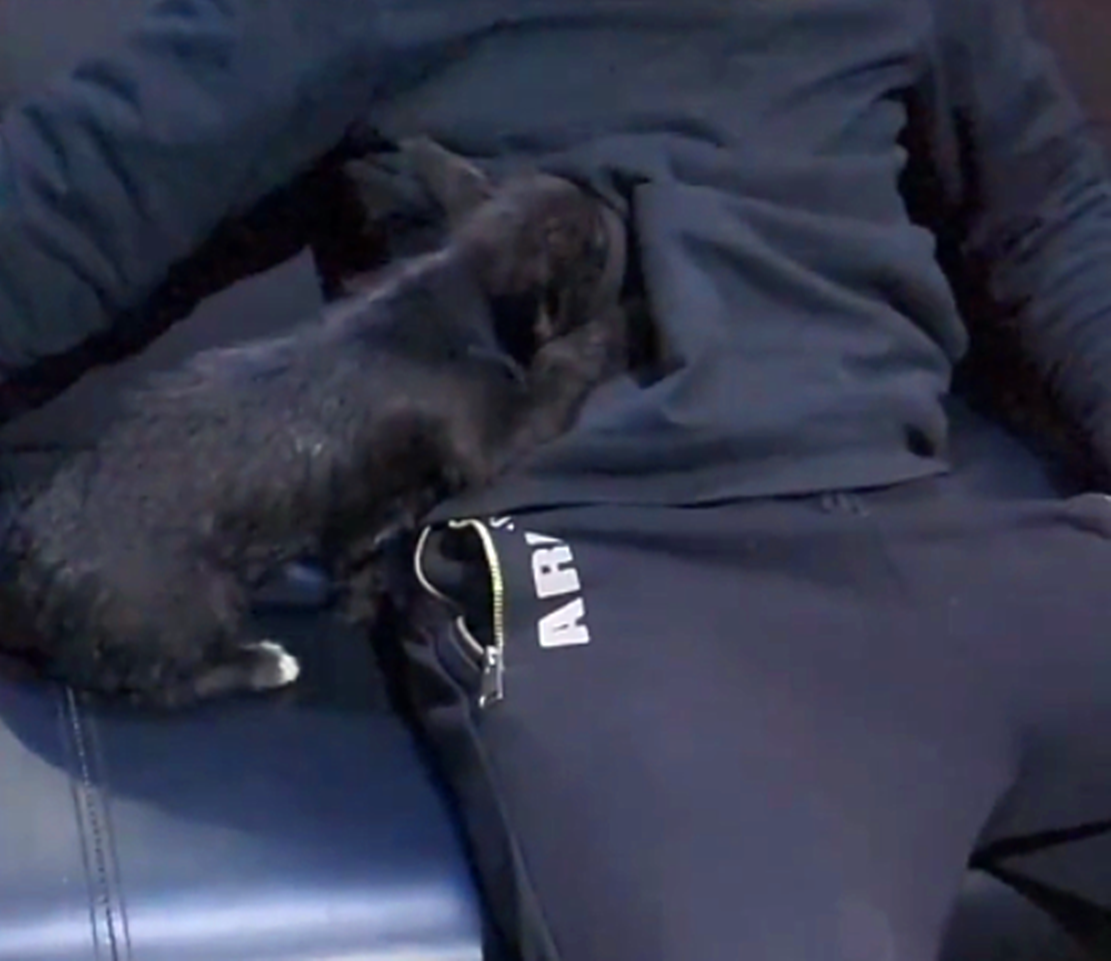 小黑狗怕冷，钻进主人的衣服口袋，狗：暖暖的……