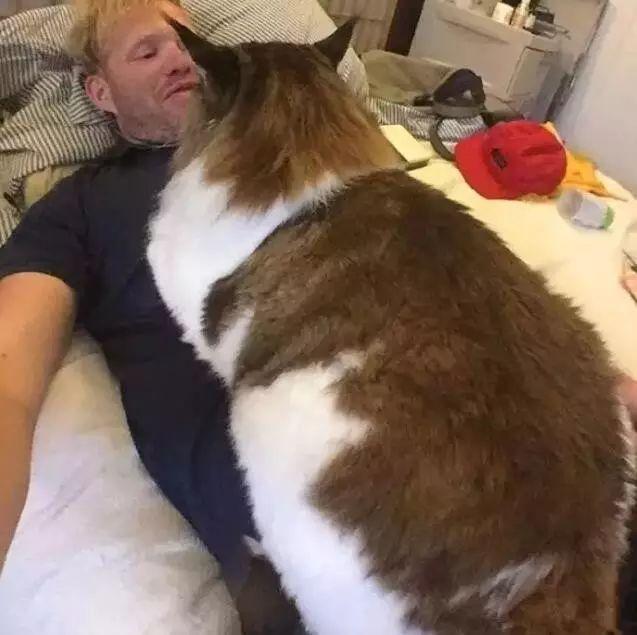 samson,它号称世界上体型最大的一只猫,身长1.