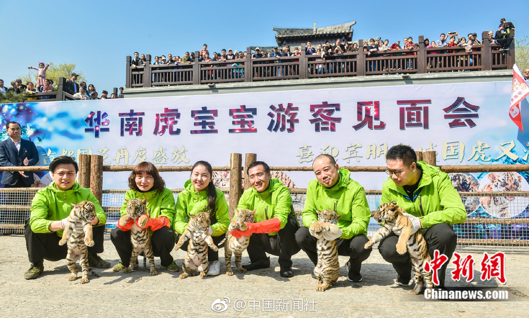 东北虎“智斗”无人机：预知“虎机大战”结果，你得一直看到最后……