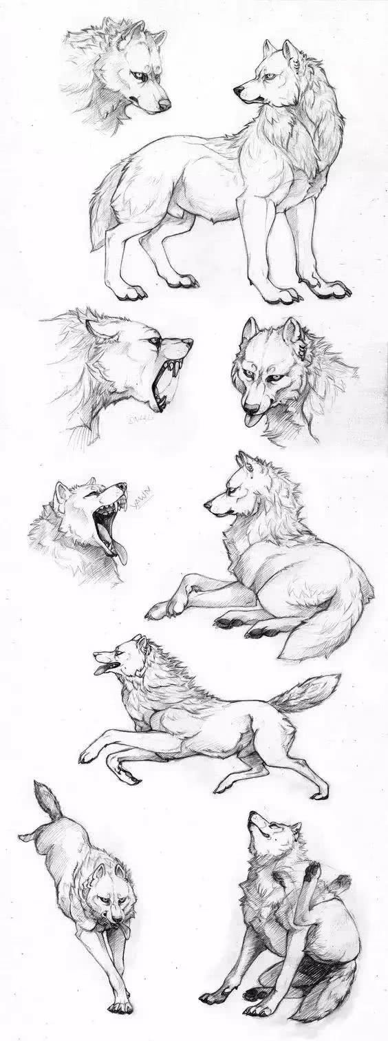 绘画素材-狼的一些画法