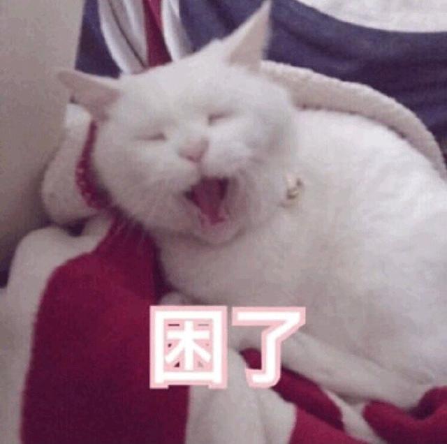 搞笑图片:猫咪说晚安表情包