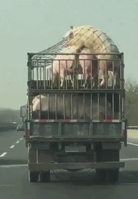 搞笑gif动图:对,我的秃顶就这样来的!