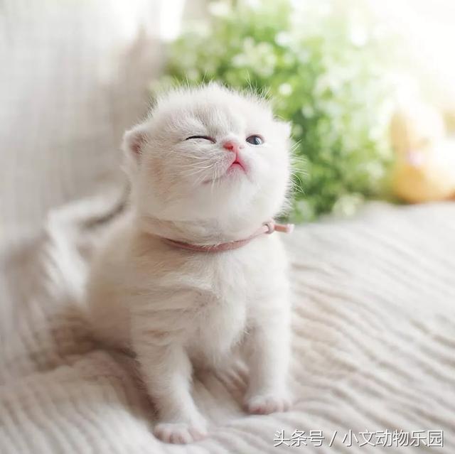 一只小奶猫是如何成长为人见人爱的大猫咪的?一组萌图融化了心