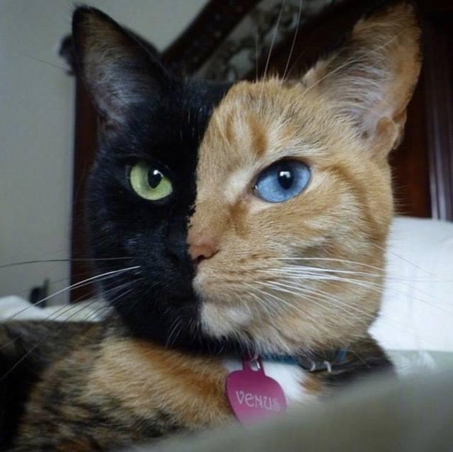 一半脸黑的,一半脸黄的,这猫咪长相太个性,全世