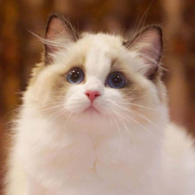 传说中的“仙女猫”,堪称猫中颜值第一|布偶猫|猫|仙女_新浪新闻 传说中的“仙女猫”,堪称猫中颜值第一|布偶猫|猫|仙女_新浪新闻