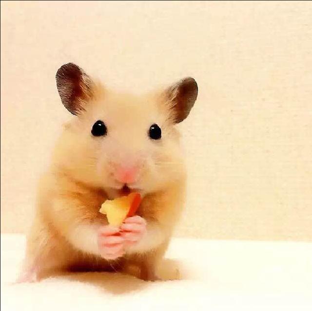 仓鼠喜欢吃的东西都有什么