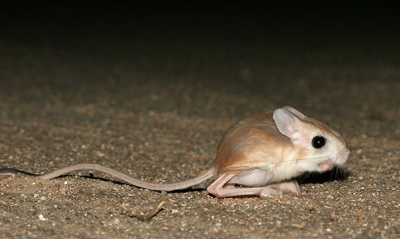 这老鼠大眼睛大耳朵大长腿还毛绒绒的,是真实存在的动物吗