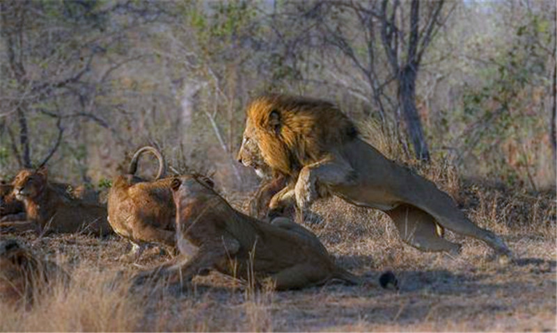 “狮王”出场自带特效,敢惹“狮王”的人,只有这个下场!