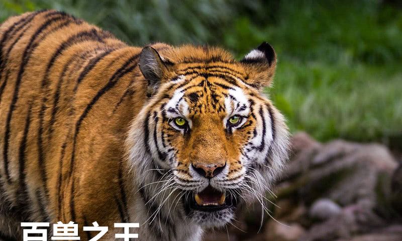 小狮子不爱动,饲养员放了只银行,大门的老虎萌翻了兔子正对大门做法老虎图片