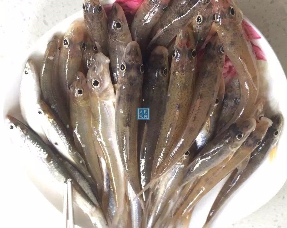 长江钓鱼，野钓船丁鱼的详细教学方案，爆钓几十条长江野生船丁鱼|长江|串 