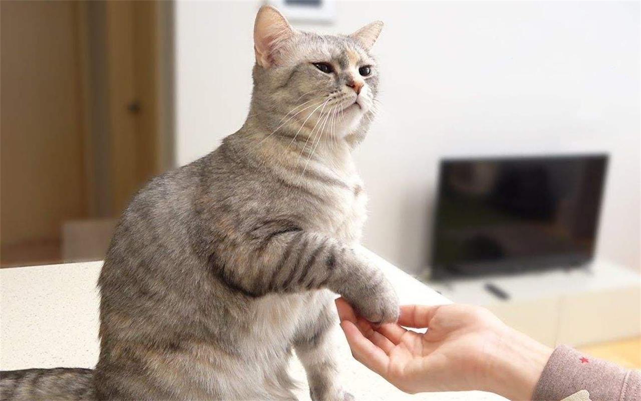 小猫咪学握手的珍贵画面_哔哩哔哩_bilibili