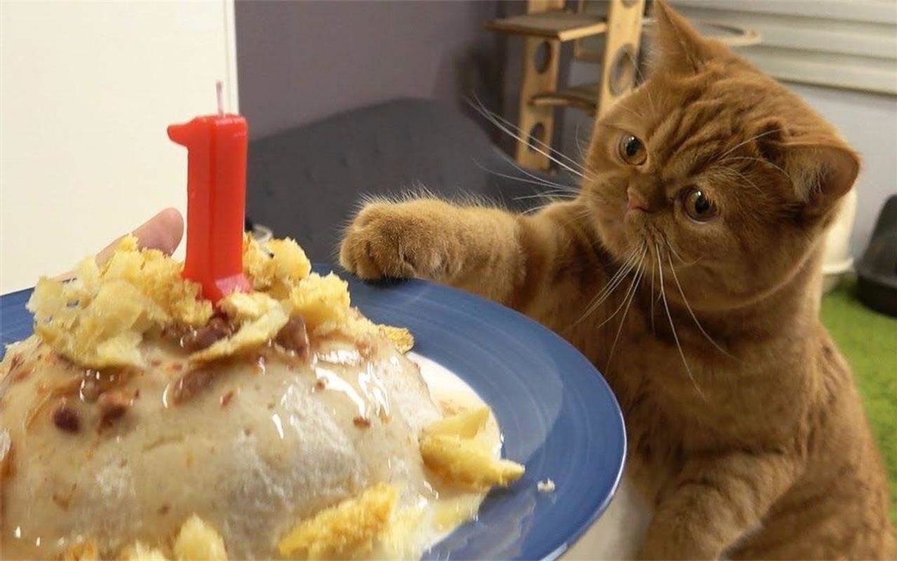 猫咪专属罐头蛋糕！喵主子的生日大餐竟然这么奢华