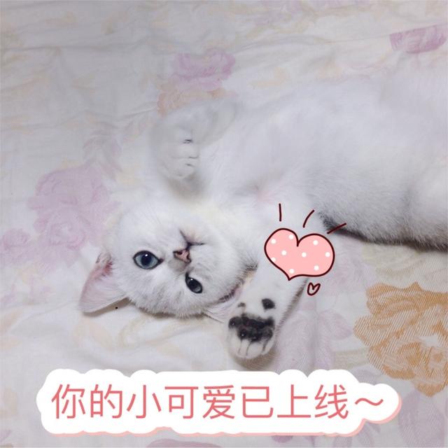 猫咪表情包:你的小可爱已上线