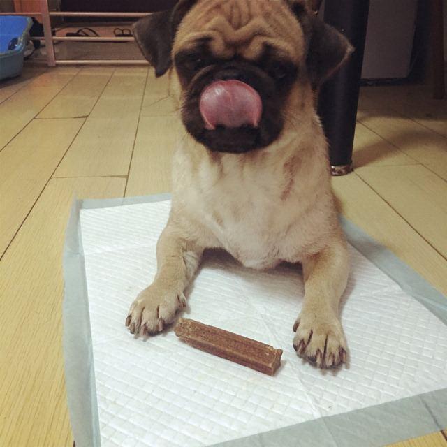 到底该不该给狗吃零食？兽医告诉你，吃零食能清洁狗狗口腔