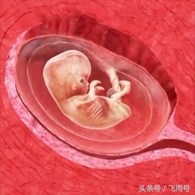这组子宫解剖图让你看懂怀孕后胎儿是怎样在妈妈肚子里长大
