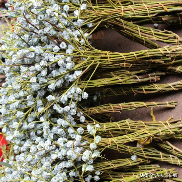 买过尤加利叶做鲜花配叶,见过云南鲜花基地的尤加利果没?别out