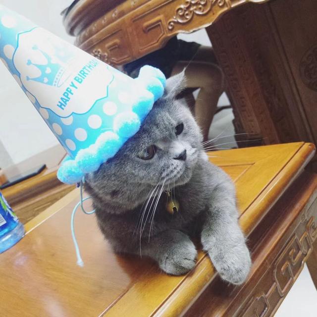 猫咪主子过生日,看到蛋糕的那一刻,帽子都给甩丢了!