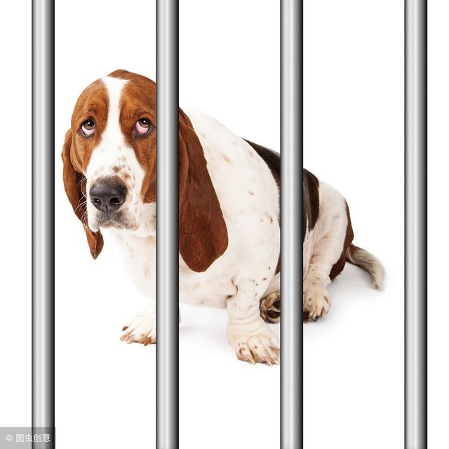 行业资讯:芜湖波尔卡大街的鸡为什么这么出名?