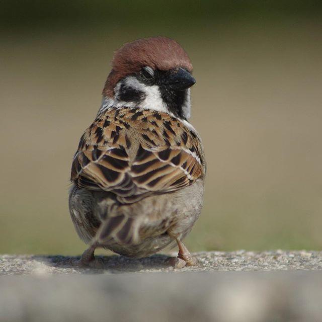 日本摄影师拍出麻雀写真集，捕捉到你我都没察觉的萌鸟日常