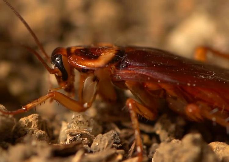人人痛恨蟑螂，但看了这几幅图片后，我突然开始同情它了