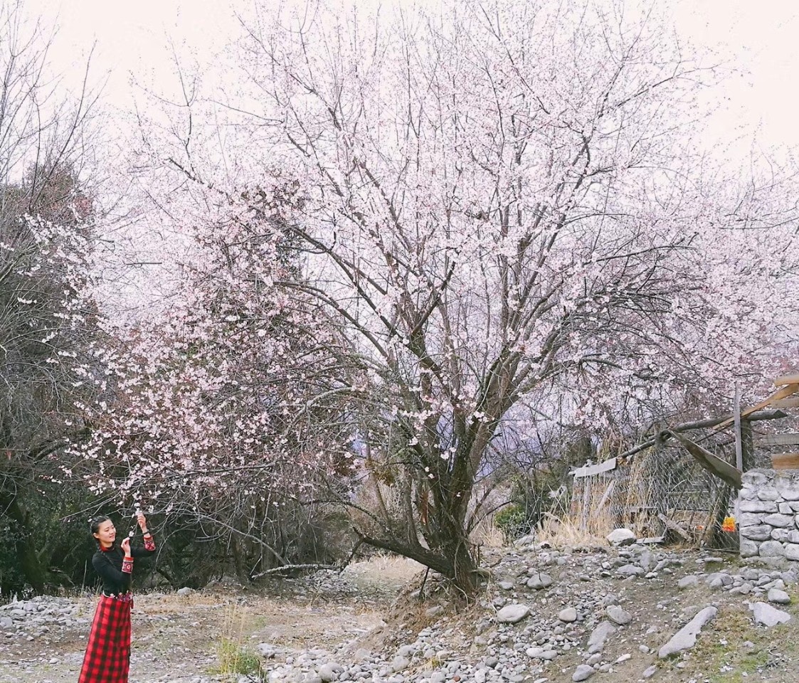 西藏林芝桃花溝，人間天堂。