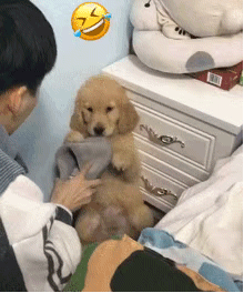 主人惩罚犯错的小金毛,它低着头一副委屈巴巴的表情:下次不敢啦