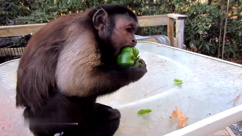 游客骗小猴子吃辣椒,下一秒小猴子的反应笑到