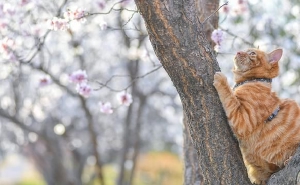  It's the right thing to enjoy flowers in spring