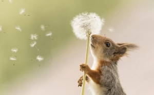  The picture of Swedish red squirrel blowing dandelion is funny