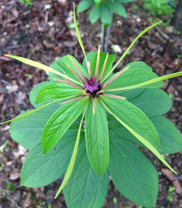 山林里这种草本植物,根茎长得奇特,虽有小毒,却是不错