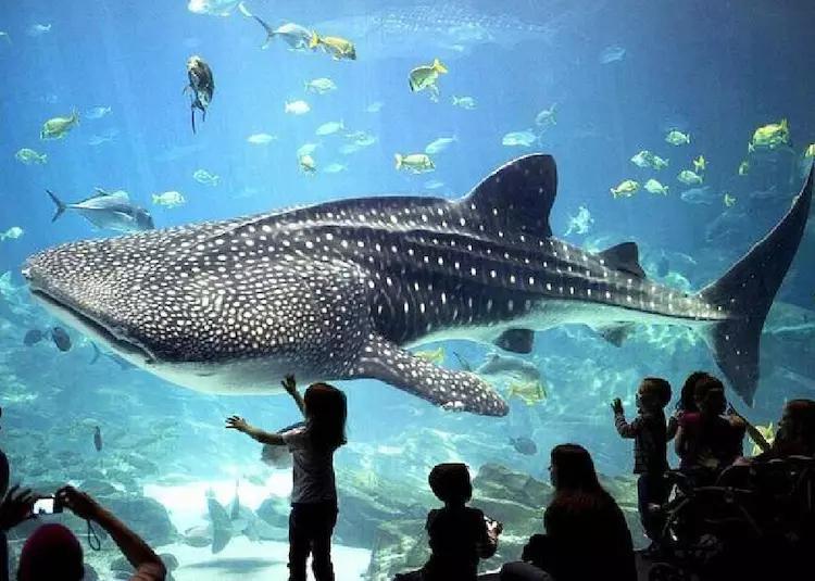 世界上最大的水族馆,有10万多种海洋生物,安检比机场还要严格