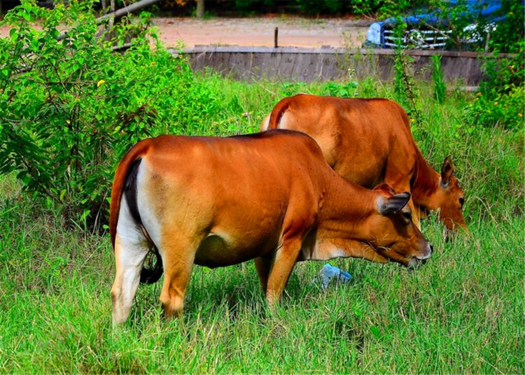 深度调查：嫩草研究所三叶草怎么用？实测指南与技巧分享