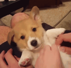 壁纸 动物 狗 狗狗 250_237 gif 动态图 动图