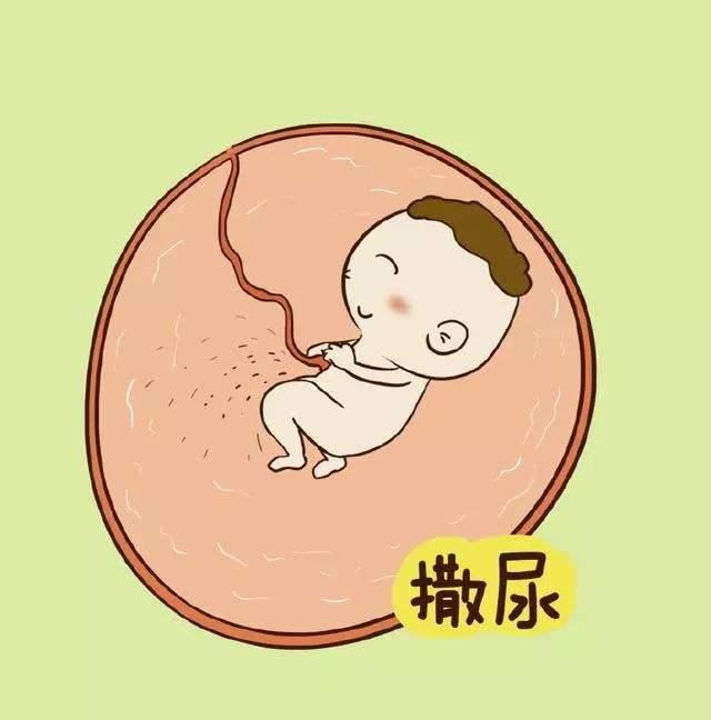 怀孕4个月胎儿很可爱，胎儿在什么位置胎动最多？孕妇都说在这里