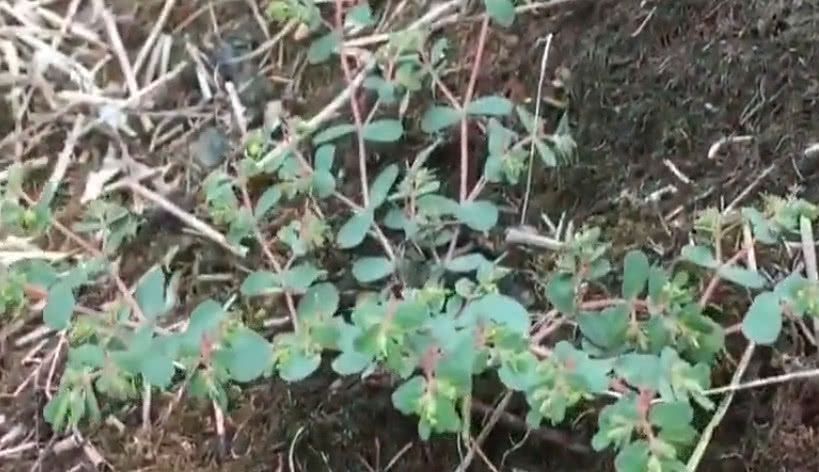 人称"红头绳"功效堪比人参,老农:是我用了40年的中草药