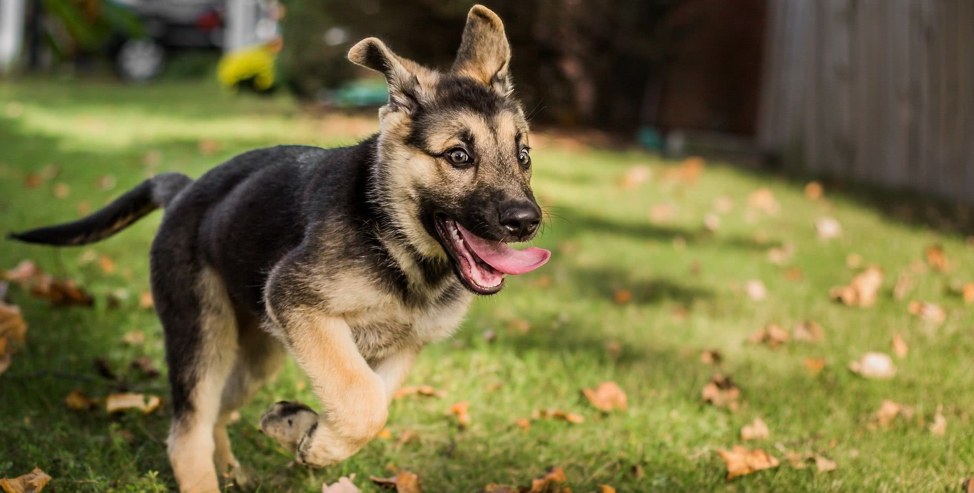 女主人外出遛狗,牵引绳掉了也无所谓,狗狗的反应让人爆笑