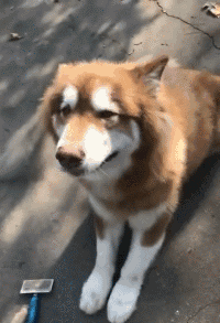 壁纸 动物 狗 狗狗 200_293 gif 动态图 动图