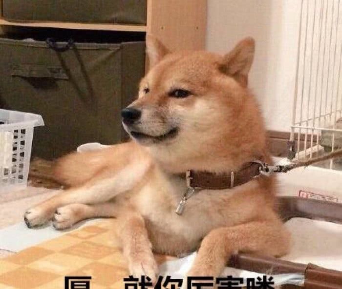猫猫狗狗表情包走一波,斗图的你别错过,确认过眼神是喜欢的狗