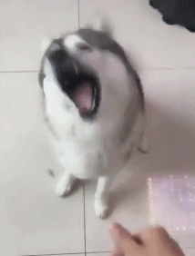 壁纸 动物 狗 狗狗 214_282 gif 动态图 动图