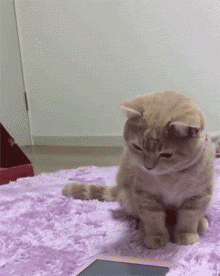 壁纸 动物 狗 狗狗 猫 猫咪 小猫 桌面 220_276 gif 动态图 动图