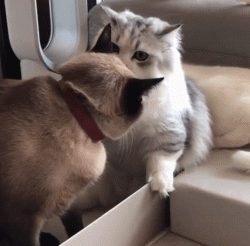 体型像短腿柯基,性格像蠢萌哈士奇,曼基康应该是猫咪中的异类了