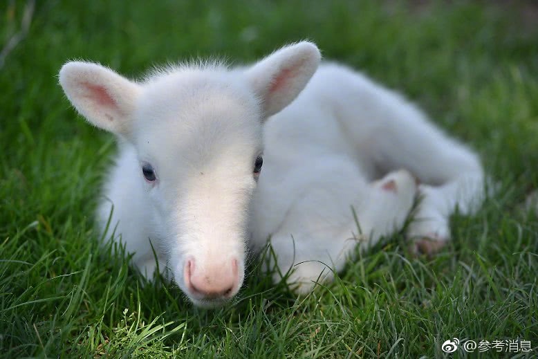 《星辰大海》大结局：阿英当小三遭原配暴打 怀孕五个月流产！阿香结局更惨