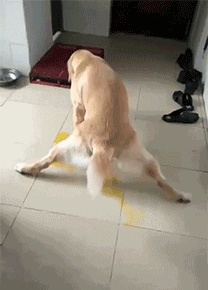 搞笑gif:有一次跟朋友打拳,结果众人倒地,唯我站立!