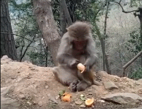 壁纸 动物 灵长目 281_217 gif 动态图 动图